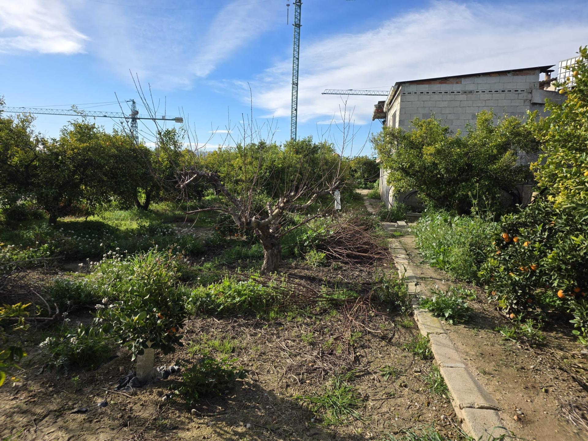 VENTA DE FINCA CON NARANJOS Y LIMONEROS